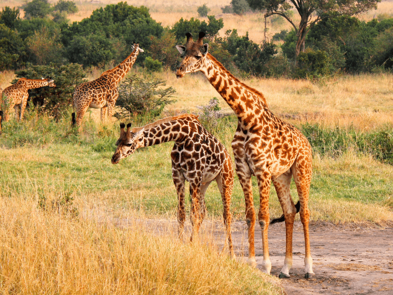 Best Of Southern Africa Package