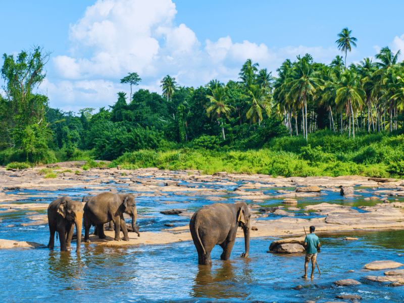 Sri Lanka travel package with flights from Australia 